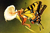 chris_achilleos011.jpg